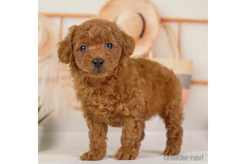 成約済の神奈川県のトイプードル-230943の4枚目