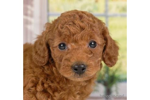 成約済の神奈川県のトイプードル-230945