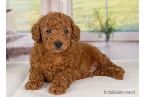 成約済の神奈川県のトイプードル-230945の3枚目