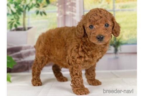 成約済の神奈川県のトイプードル-230945の2枚目