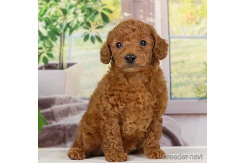 成約済の神奈川県のトイプードル-230945の4枚目