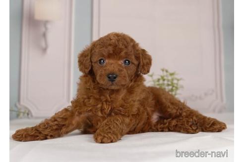 成約済の神奈川県のトイプードル-230948の4枚目