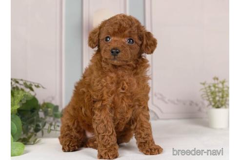 成約済の神奈川県のトイプードル-230948の2枚目