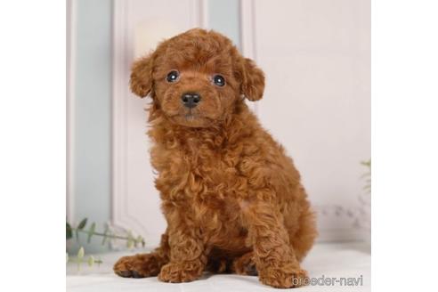 成約済の神奈川県のトイプードル-230948の3枚目