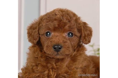 成約済の神奈川県のトイプードル-230948