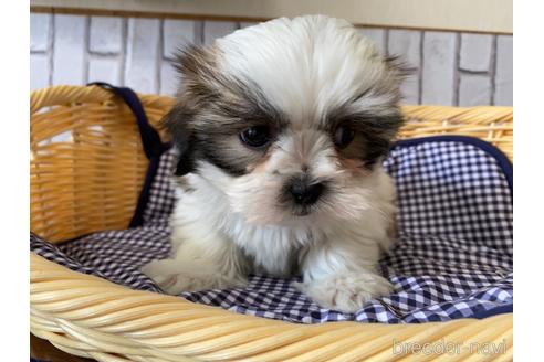 販売中の岡山県のミックス犬-223861