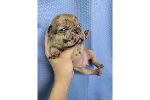 販売中の沖縄県のフレンチブルドッグ-230953