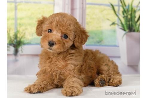 成約済の神奈川県のトイプードル-230956の3枚目