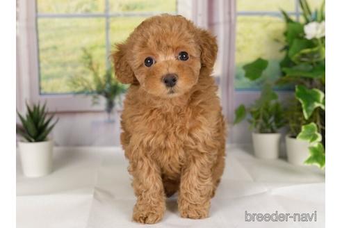 成約済の神奈川県のトイプードル-230956の2枚目