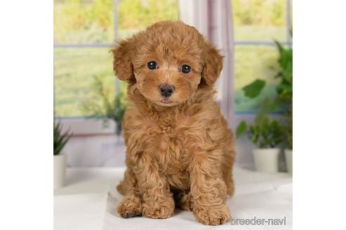 成約済の神奈川県のトイプードル-230956の4枚目