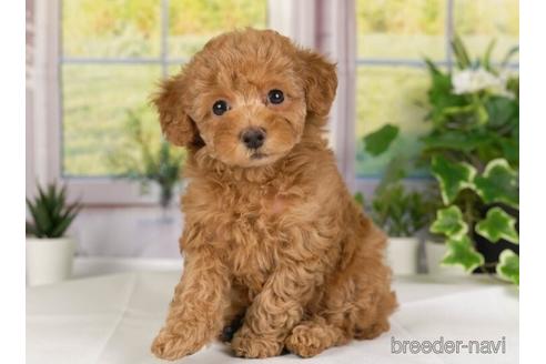 成約済の神奈川県のトイプードル-230956の5枚目