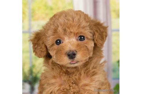 成約済の神奈川県のトイプードル-230956の1枚目