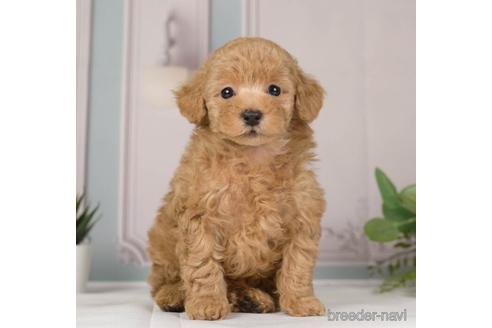 成約済の神奈川県のトイプードル-230959の3枚目