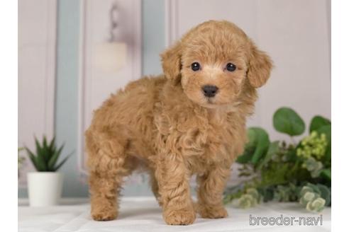 成約済の神奈川県のトイプードル-230959の4枚目