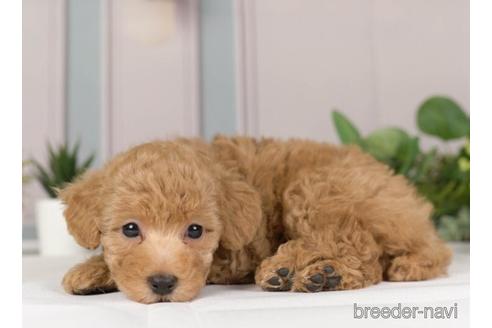 成約済の神奈川県のトイプードル-230959の5枚目