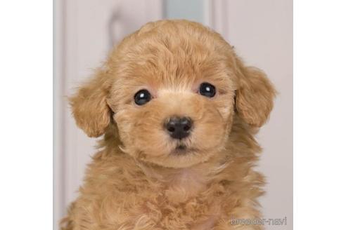 成約済の神奈川県のトイプードル-230959の1枚目