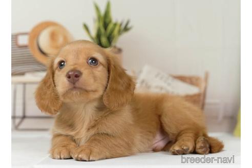 成約済の神奈川県のミニチュアダックスフンド(ロングヘアード)-230960の3枚目