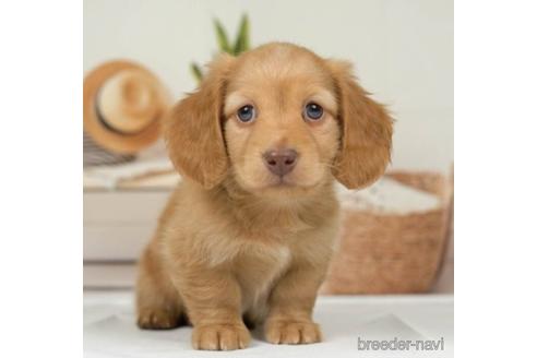 成約済の神奈川県のミニチュアダックスフンド(ロングヘアード)-230960の4枚目