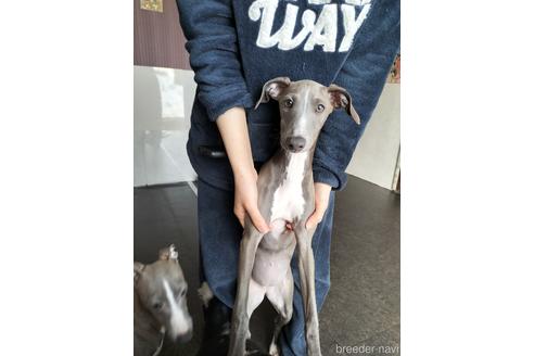 販売中の宮城県のイタリアングレーハウンド(イタグレ)-227121