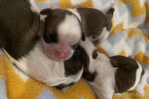 成約済の愛知県のシーズー-231006の47枚目