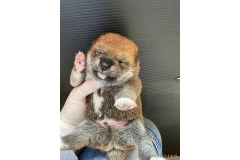 成約済の滋賀県の柴犬-231020の5枚目