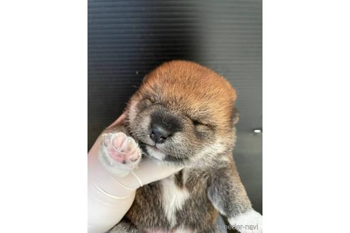 成約済の滋賀県の柴犬-231020の6枚目
