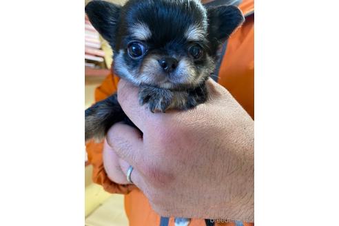 成約済の静岡県のチワワ(ロングコート)-231021の1枚目