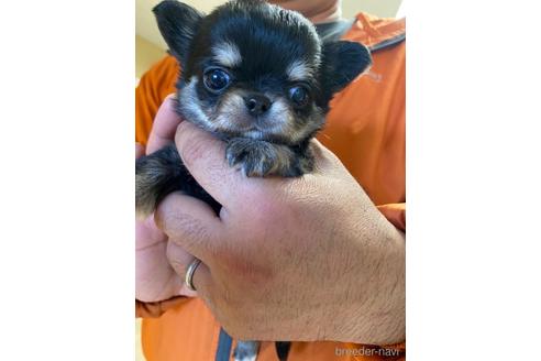 成約済の静岡県のチワワ(ロングコート)-231021の2枚目