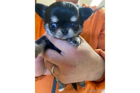 成約済の静岡県のチワワ(ロングコート)-231021の3枚目