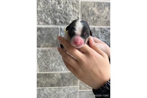 販売中の山梨県のオーストラリアンシェパード-231044