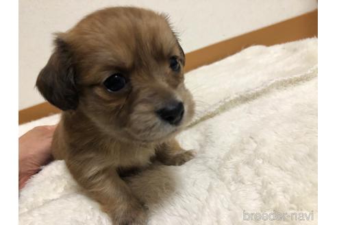 販売中の京都府のチワックス:チワワ×ミニチュアダックスフンド-231071