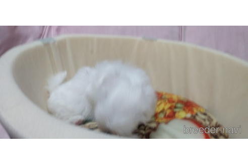 成約済の愛知県のマルチーズ-231102の3枚目