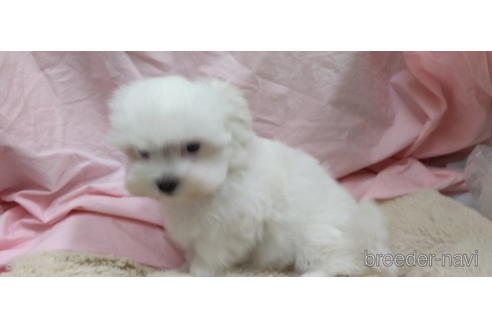 成約済の愛知県のマルチーズ-231106の5枚目