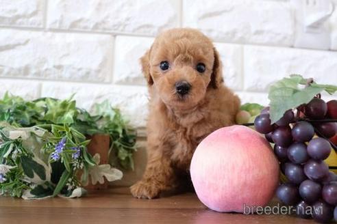 成約済の滋賀県のトイプードル-228452