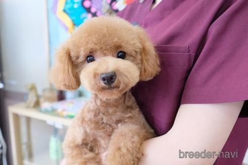 成約済の滋賀県のトイプードル-228452の4枚目