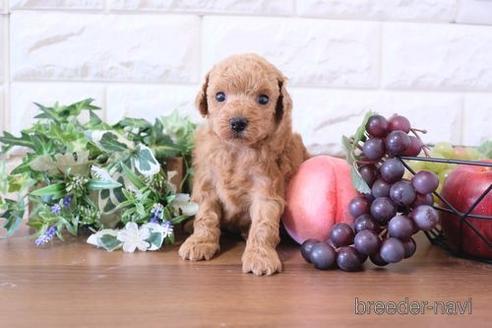 成約済の滋賀県のトイプードル-228452の3枚目