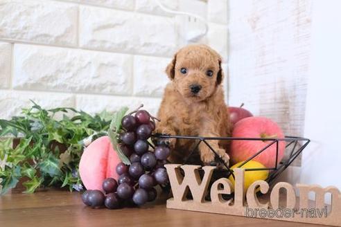 成約済の滋賀県のトイプードル-228452の2枚目