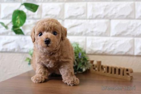 成約済の滋賀県のトイプードル-228457の6枚目