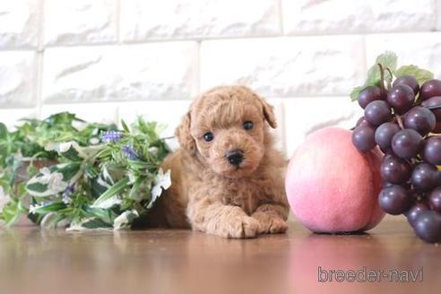 成約済の滋賀県のトイプードル-228457の3枚目