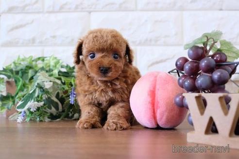 成約済の滋賀県のトイプードル-228468