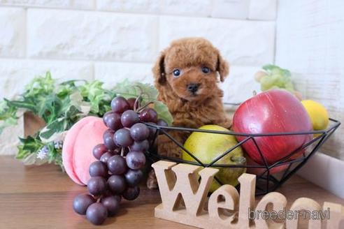 成約済の滋賀県のトイプードル-228468の6枚目