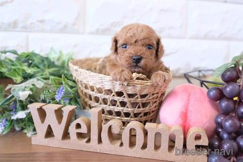 成約済の滋賀県のトイプードル-228468の3枚目