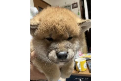 成約済の北海道の柴犬-231129の1枚目