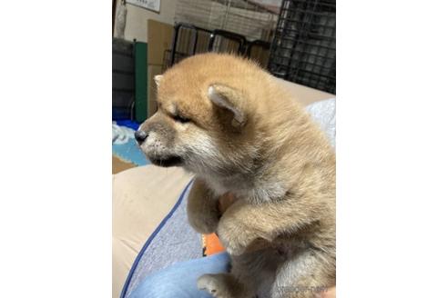 成約済の北海道の柴犬-231129の2枚目