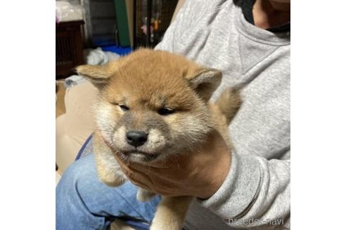 成約済の北海道の柴犬-231129の4枚目