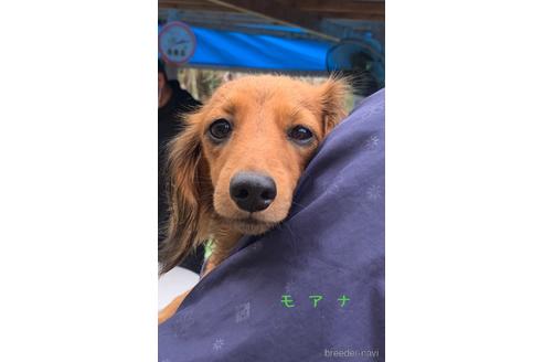 モアナちゃん1枚目