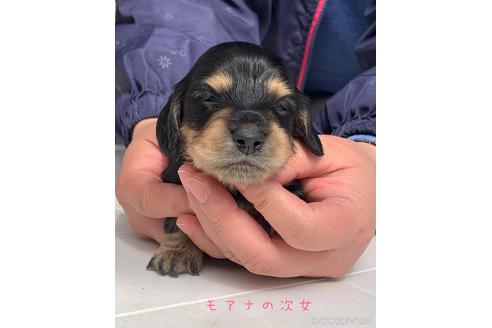 販売中の茨城県のミニチュアダックスフンド(スムースヘアード)-231176
