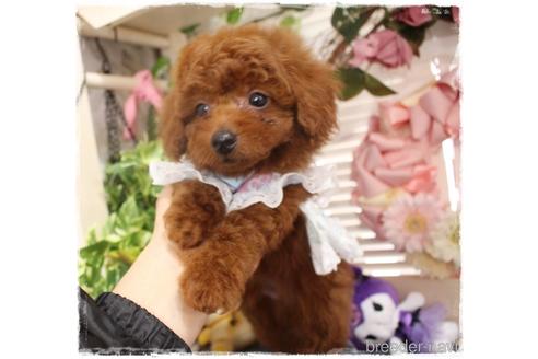 成約済の岡山県のタイニープードル-227867の5枚目