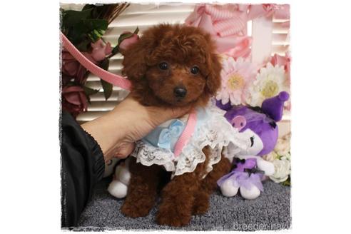 成約済の岡山県のタイニープードル-227867の4枚目