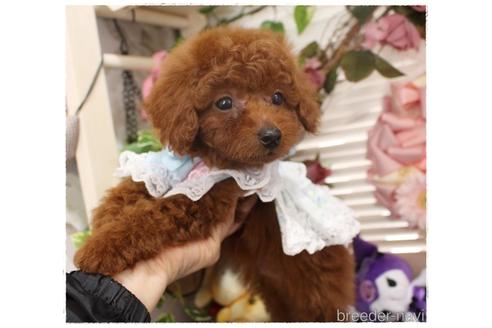 成約済の岡山県のタイニープードル-227867の3枚目